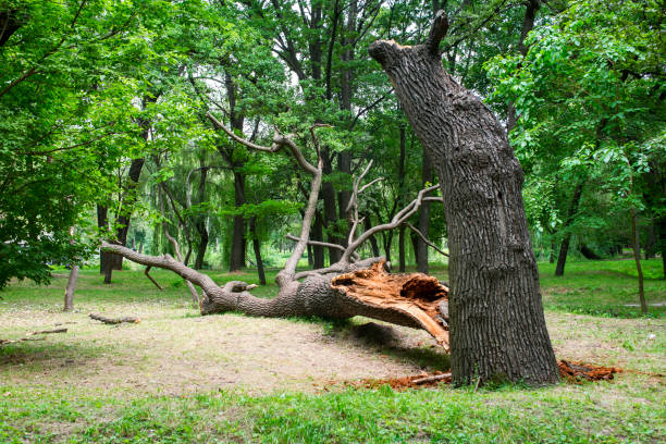 How Our Tree Care Process Works  in  Lynnville, IN